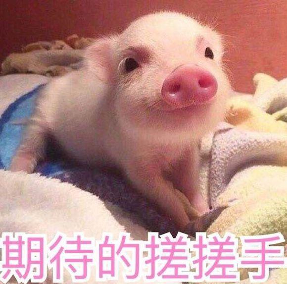 福克斯主驾驶车窗按键_无限驾驶按键_自动驾驶按键