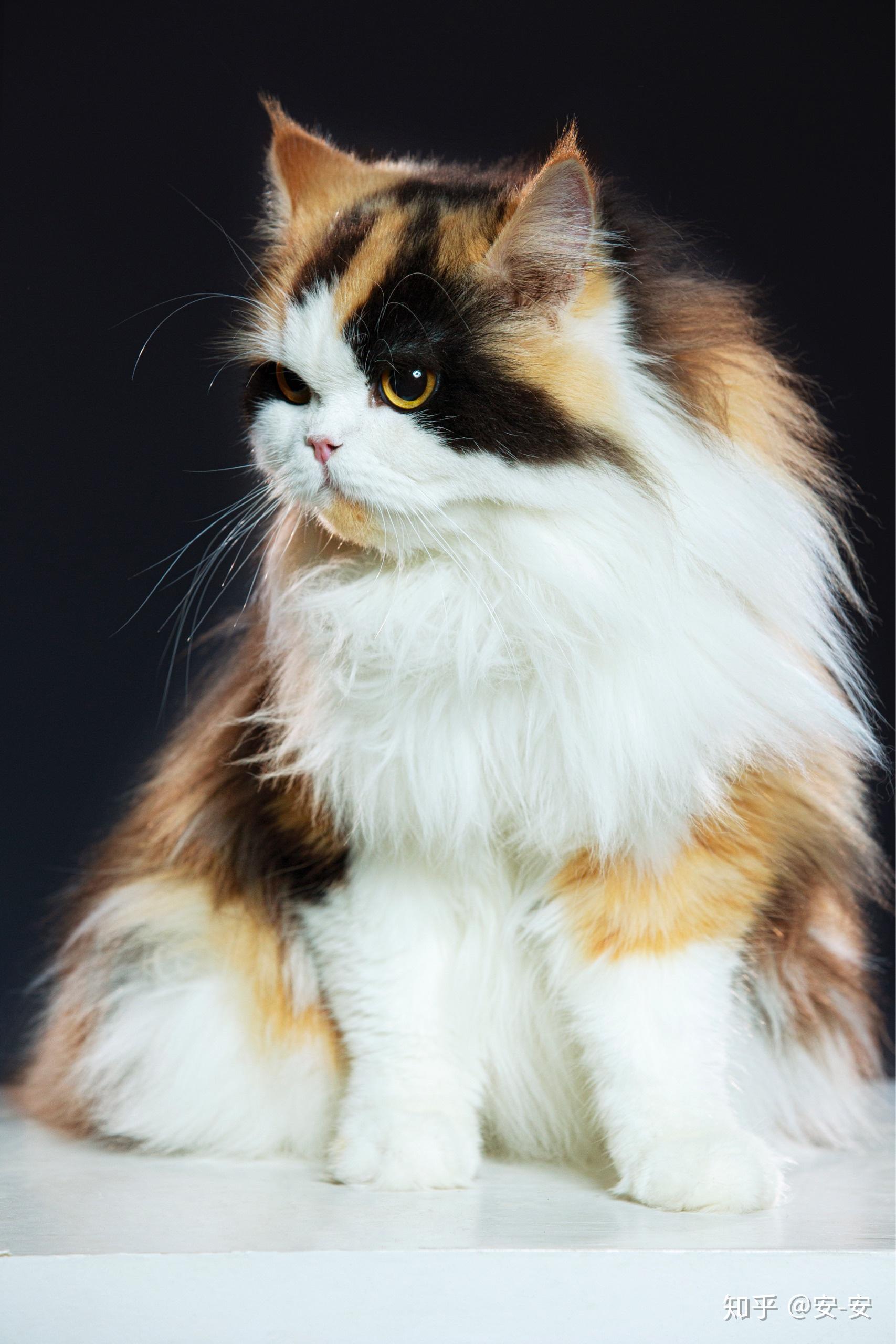 高地三花求懂猫的大神康康第一次养猫的孩子不懂啊