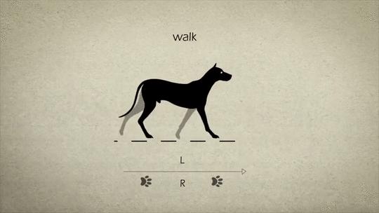 狗走路分解图片