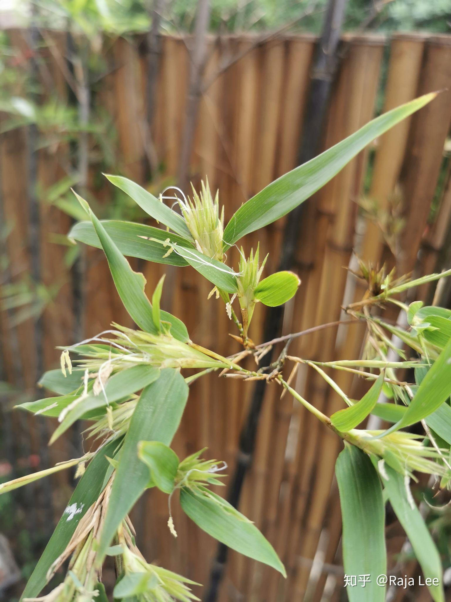 紫竹开花怎么处理