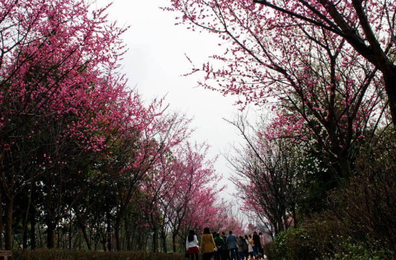 三圣乡梅花景区图片