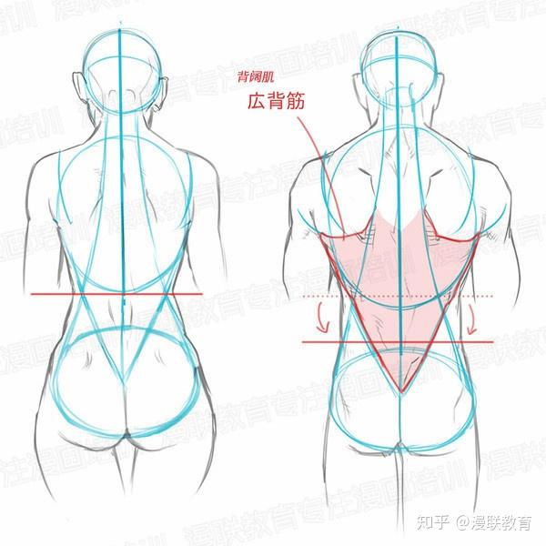 零基础如何学好人体结构 正确掌握男女背部区别画法 知乎