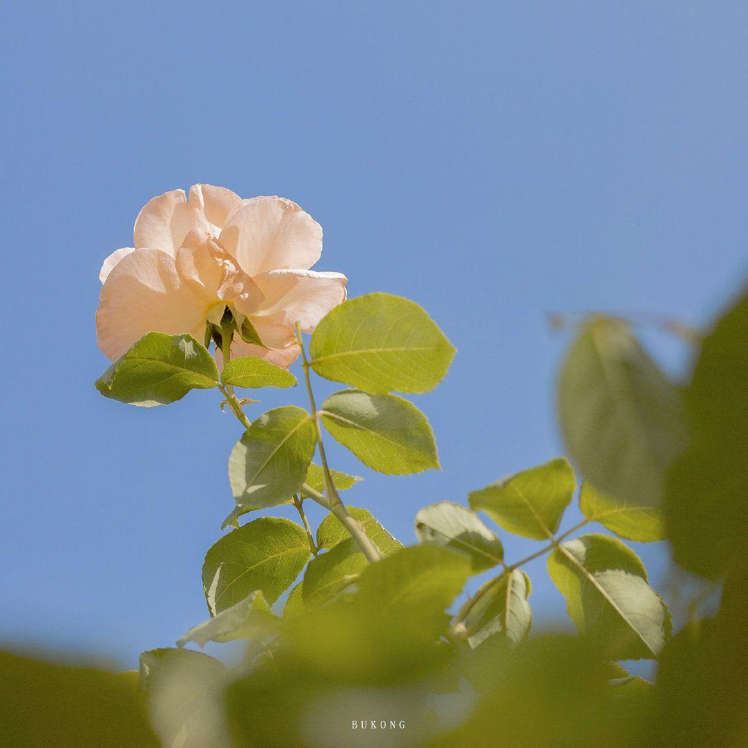 有什么适合四十多岁爸爸妈妈的微信头像? - 知乎