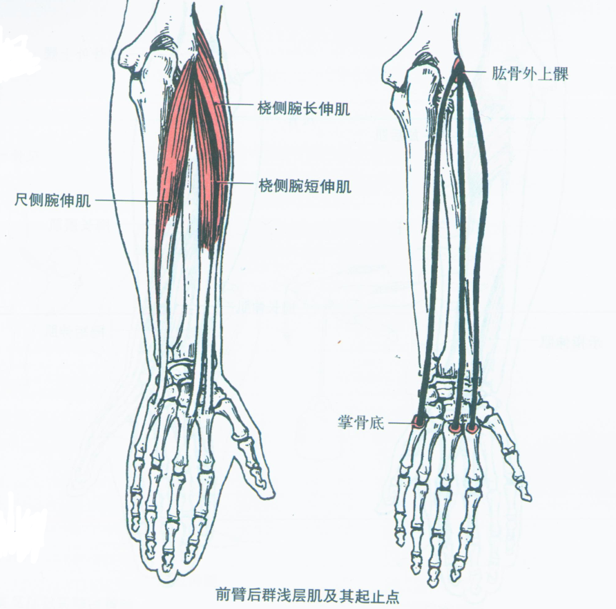 肱桡肌位置图片图片