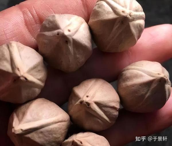 你玩的橄榄核是什么品种?搞清楚橄榄核的分类,玩核不迷茫! - 知乎
