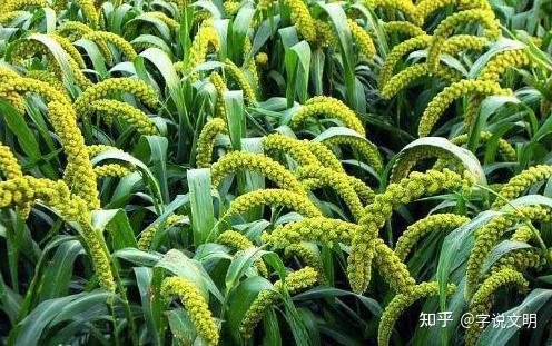 粟——每日一字·米部字 - 知乎