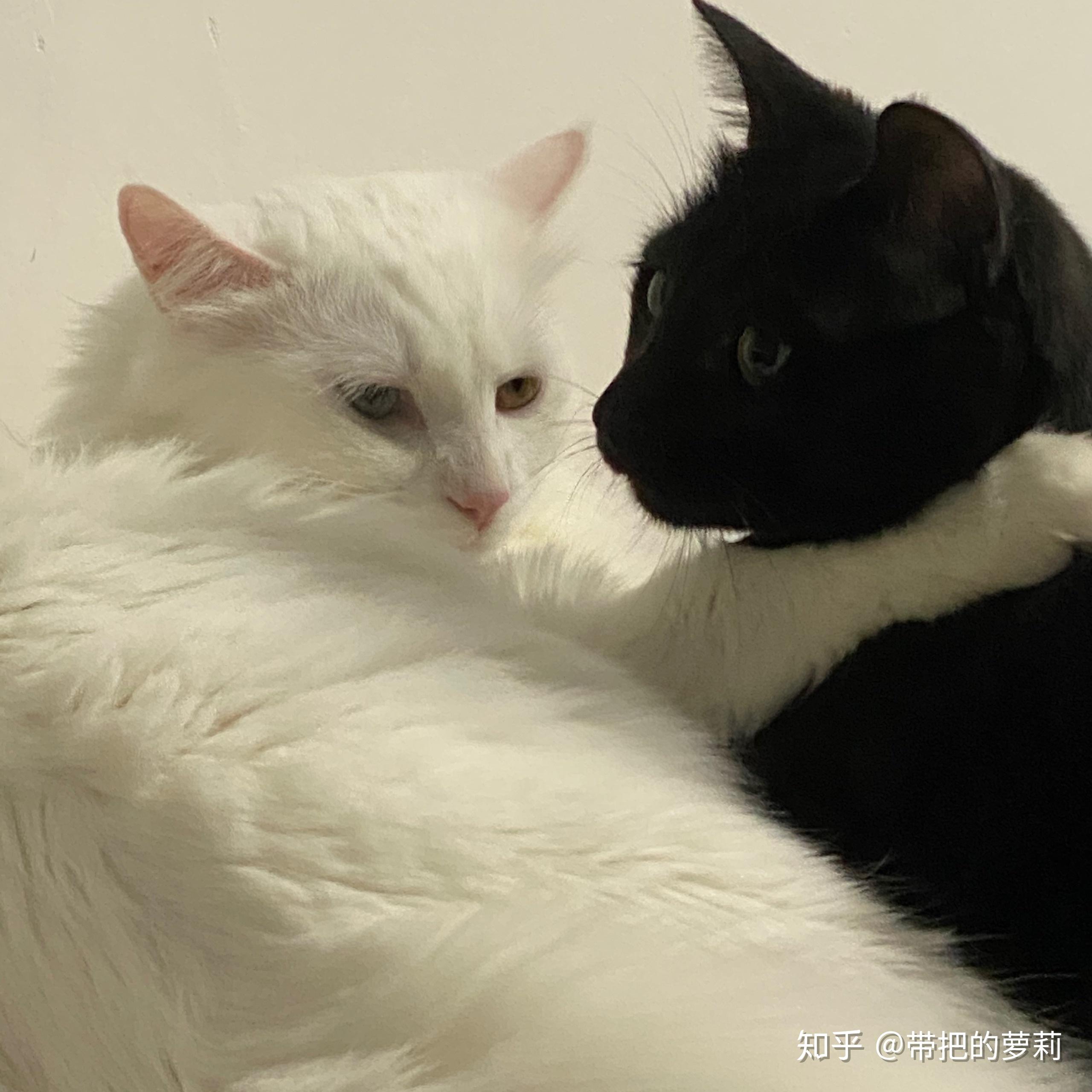 黑猫和白猫能一起养吗? - 知乎