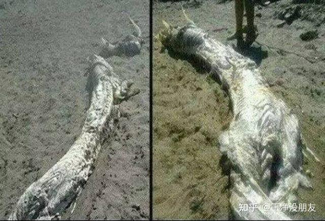 龙头的特写现存日本大阪市浪速区瑞龙寺的这条真龙标本,据说就是在370