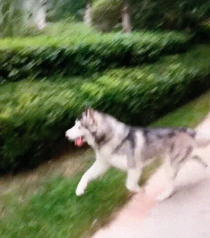 动图封面