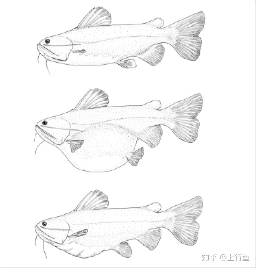不适合混养的观赏鱼排名第2:大嘴鲸鱼