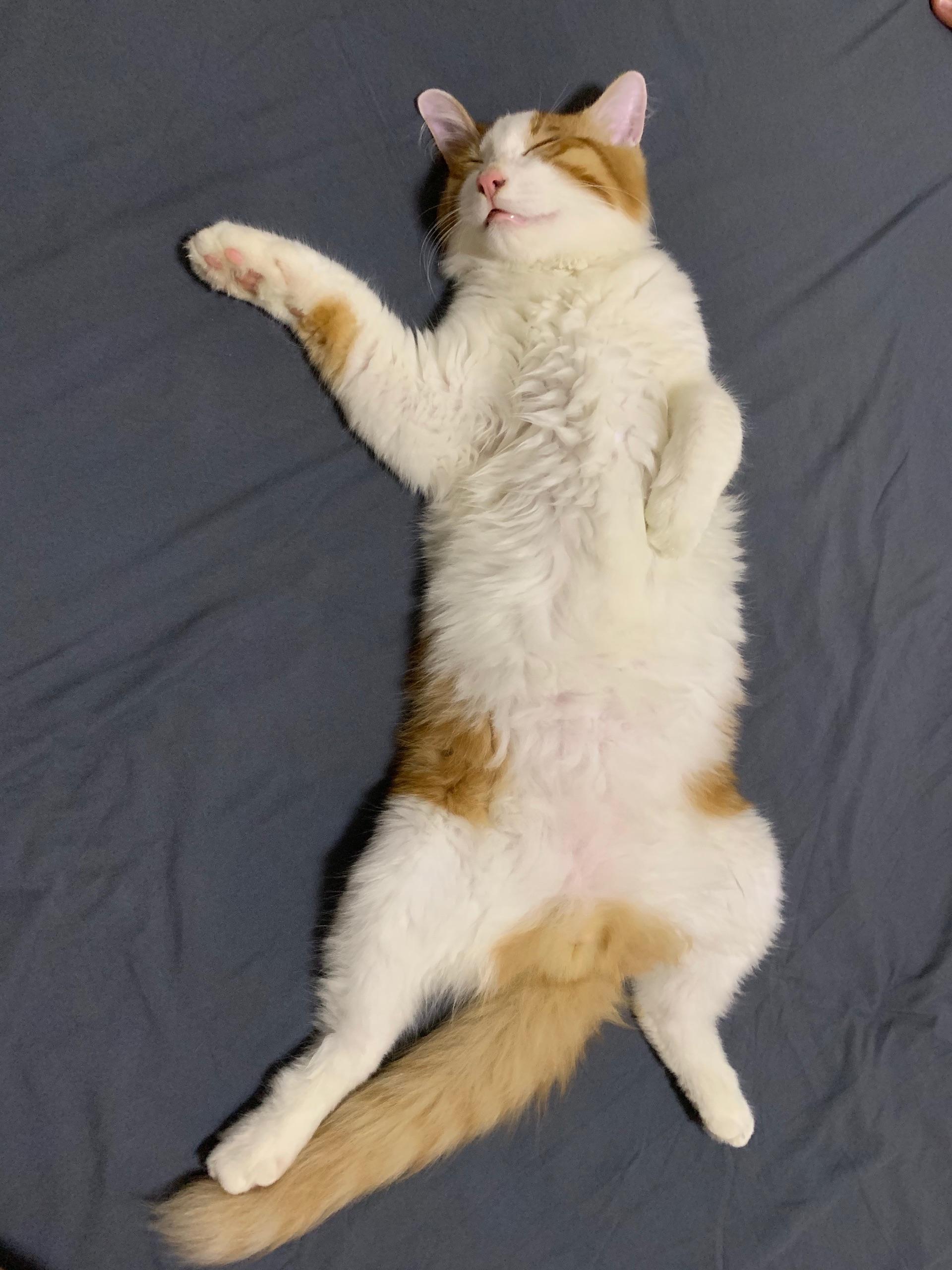 猫咪仰面朝天睡是表达信任了吗