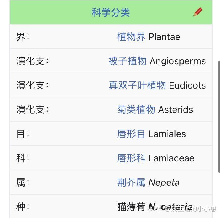 猫薄荷为什么会让猫咪很嗨