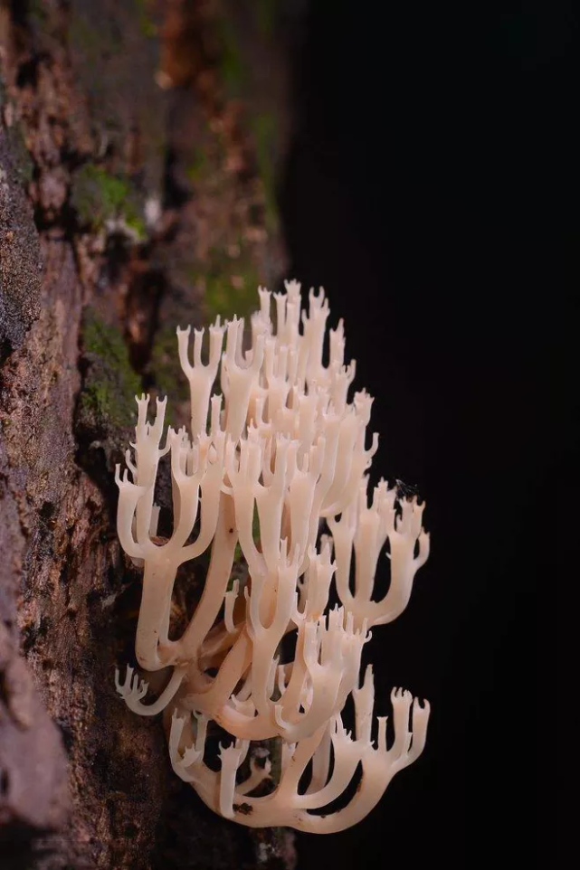 野生菌種類大科普之珊瑚菌