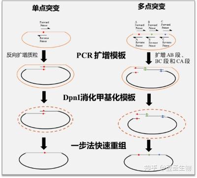 常见定点突变方法分析与对比 - 知乎