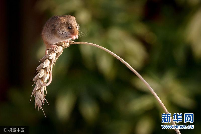 英国激萌收割鼠田野中觅食爬小麦杆大跳钢管舞图