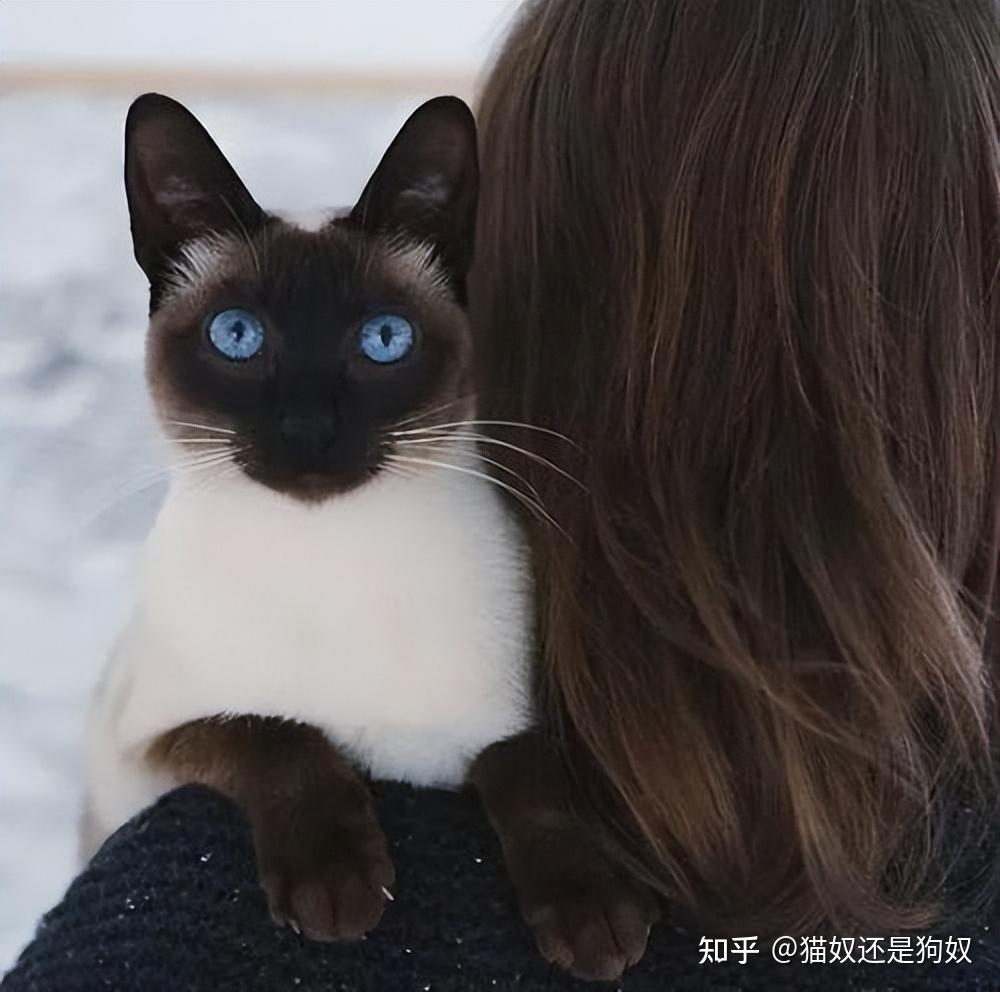 暹罗猫的7大优点,怪不得养过的人,都不想换猫了 - 知乎