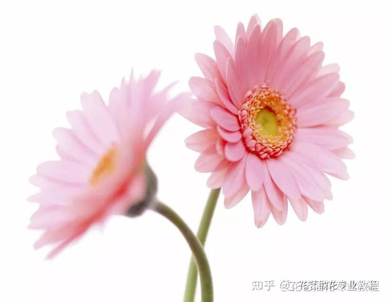 花艺学习丨花艺中主花材,副花材,补花材指的是什么?如何应用? - 知乎