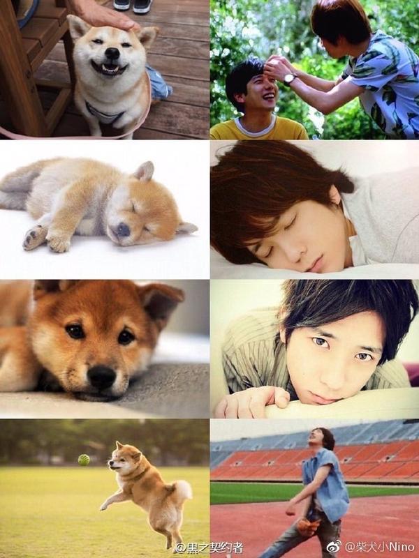 为什么二宫和也的脸会看起来那么像柴犬 知乎