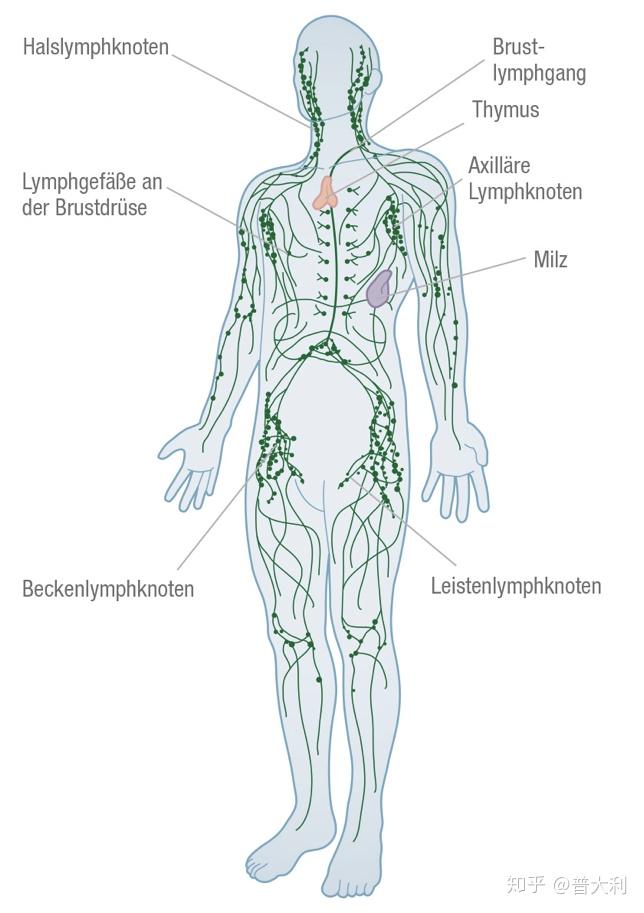淋巴管分布图片
