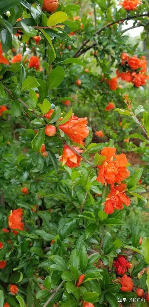 石榴花的花语是成熟的魅力,其象征着子孙满堂,人丁兴旺.