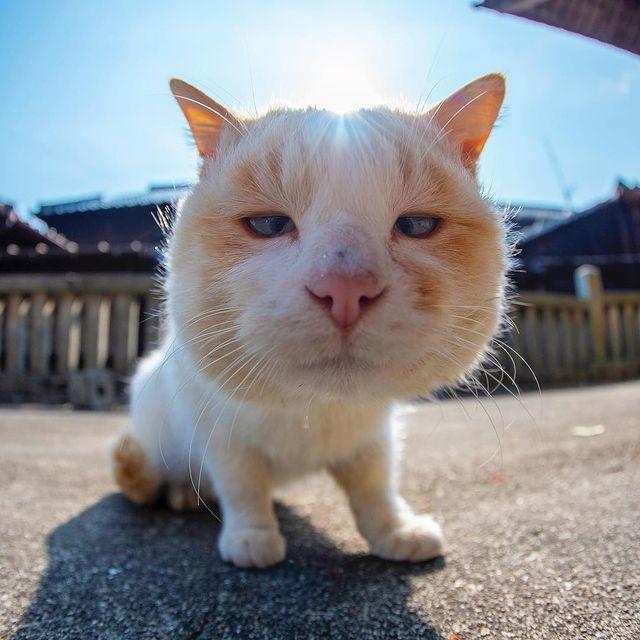 全世界最丑的猫都在这了，笑到飙泪！！！ - 知乎