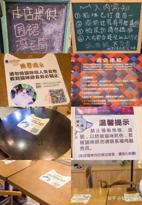 千万别轻信那些开猫咖的招商:了解一下为什么猫咖往