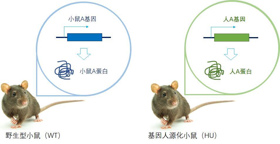 概述 | 肿瘤免疫抗体药效研究必备模型——人源化小鼠