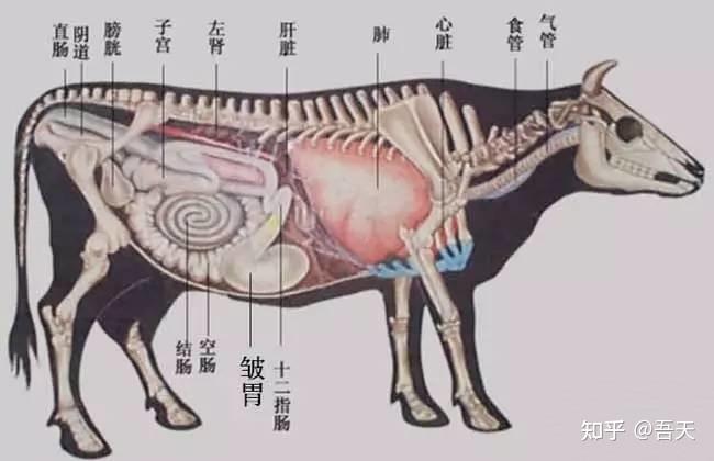 为什么要在牛身上挖洞并且还伸手进去掏难道它们不觉得痛吗