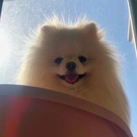 Zhihu profile picture for @jess