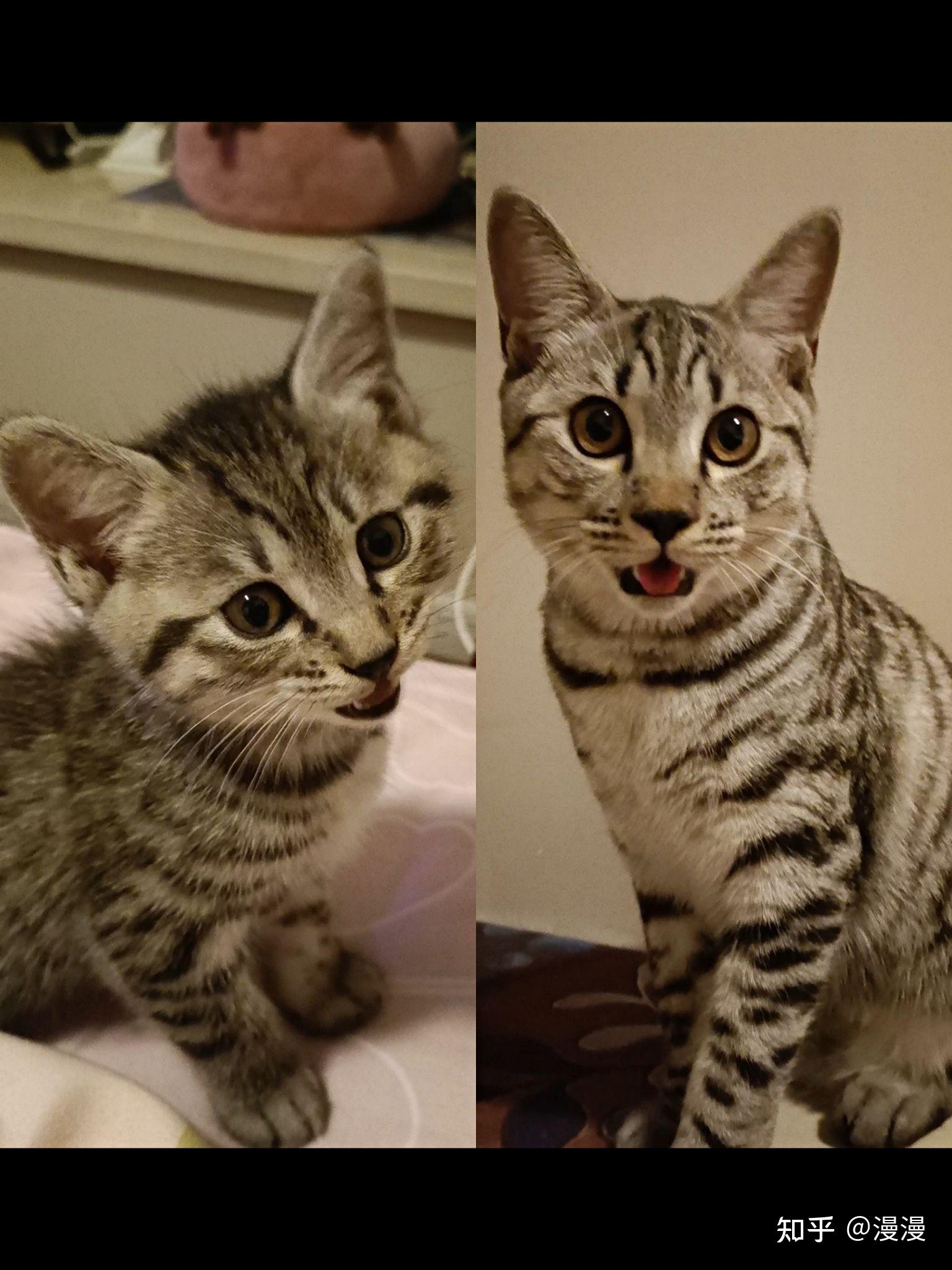 英短蓝猫和狸花猫配种会生出什么样的猫啊求上图