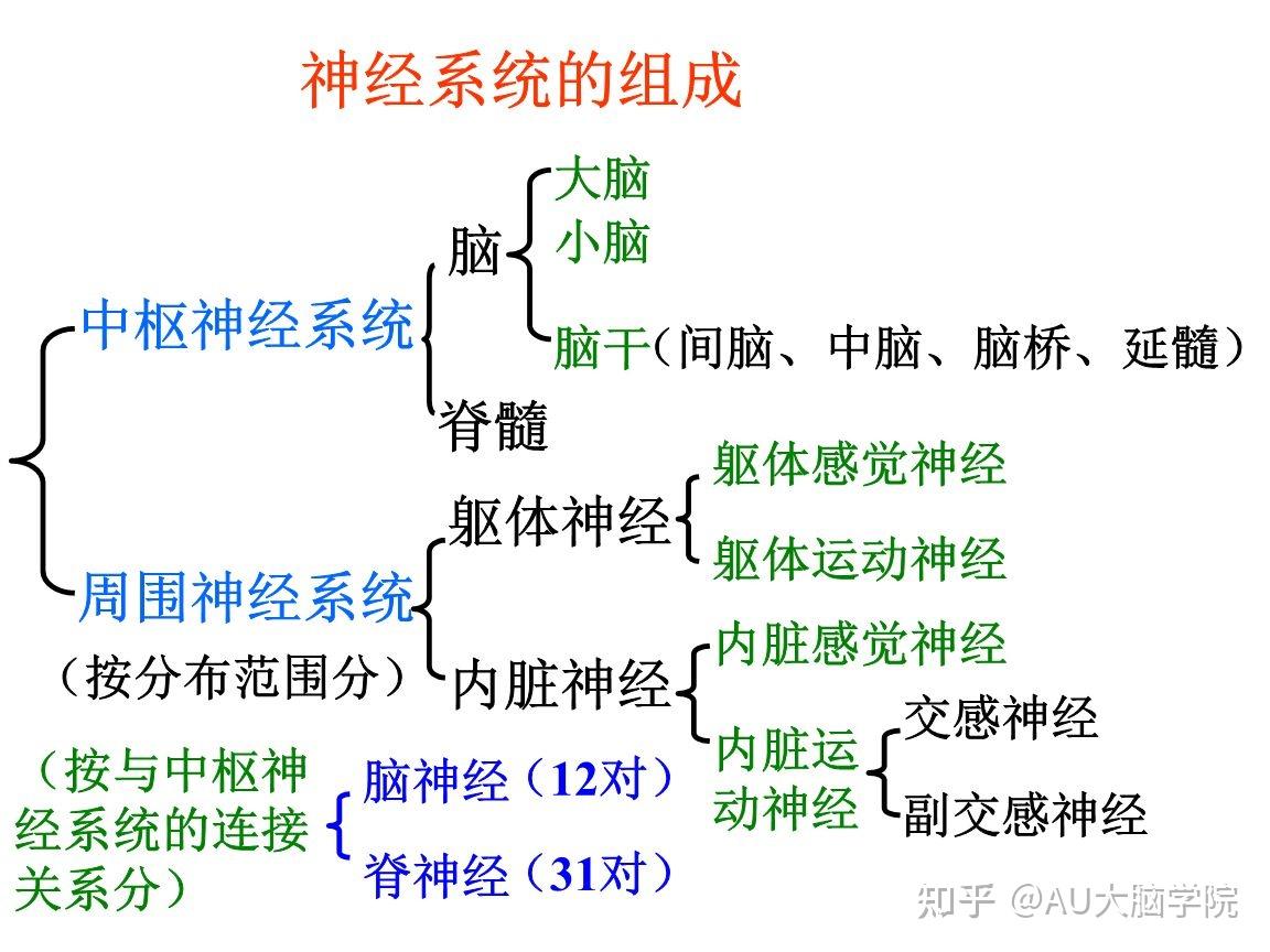 au大脑学院 大脑主要结构以及功能区划分