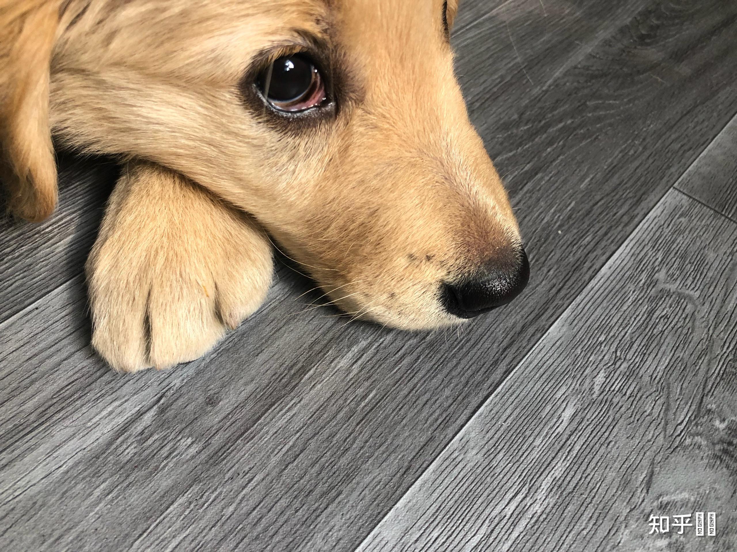 请问狗狗眼睛这样是生病了吗它从小第三眼睑就很明显还红红的卖狗的人