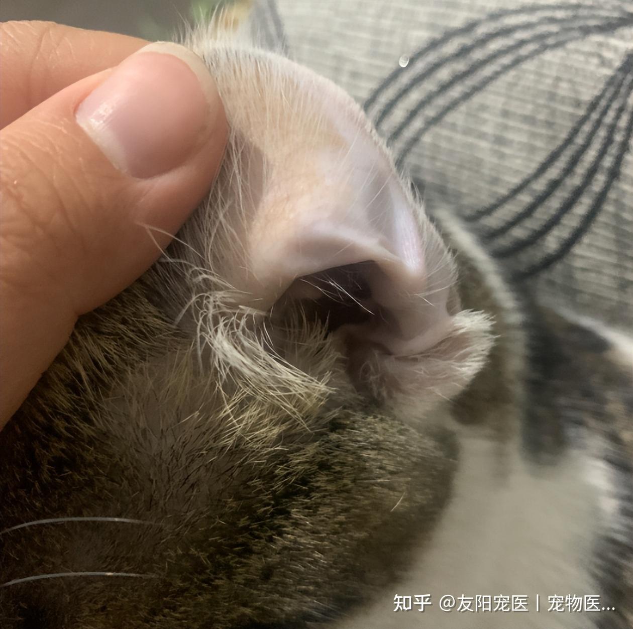 宠物医生,猫咪的耳朵有点黄,是黄疸吗?