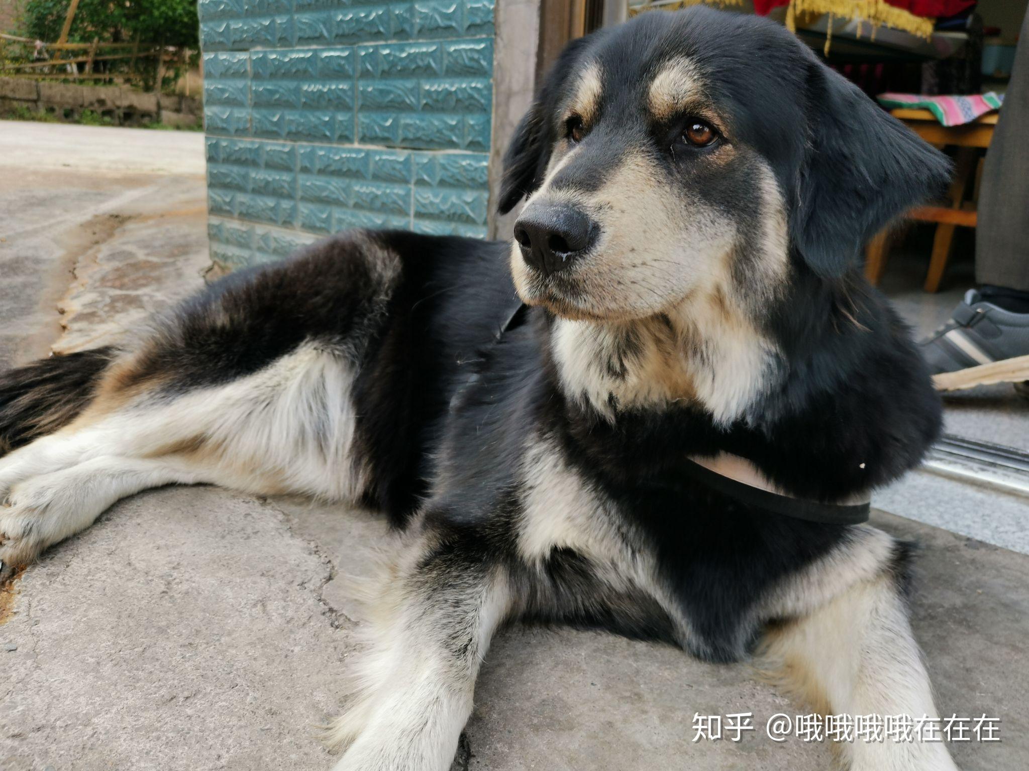 金毛公狗和阿拉斯加母狗生下来的小狗会是怎么样的呢?