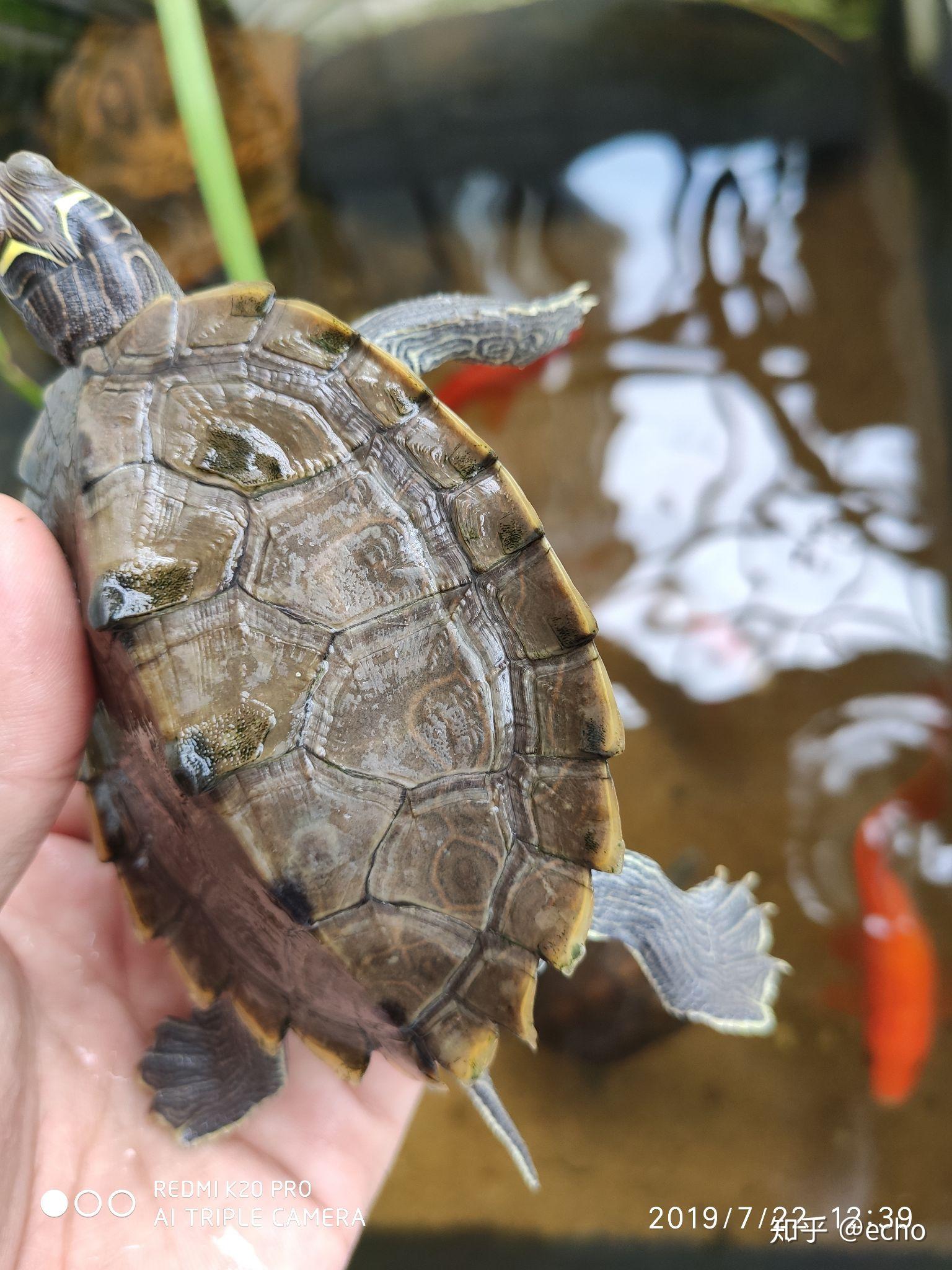 地图龟龟背长绿毛有事嘛