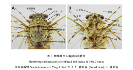大白课知了知了知了关于知了你所不知了的二三事