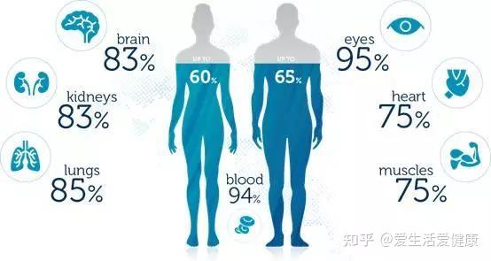 人体三分之二都是水您的健康关键在于水