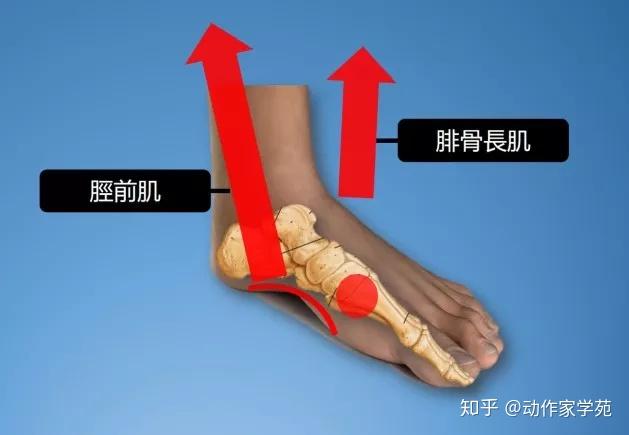 脛前肌往前連到內側, 將足弓內側脆弱的地方拉起來;腓骨長肌則支撐了