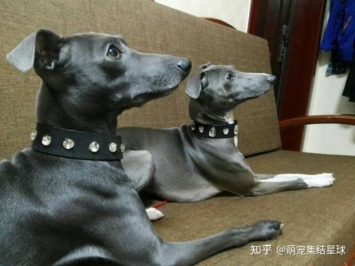 如何养好意大利小灵缇犬 - 知乎