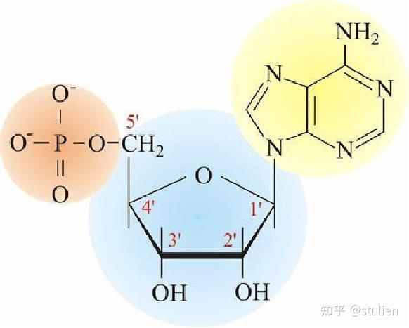 分子生物学回顾——染色体与DNA - 知乎