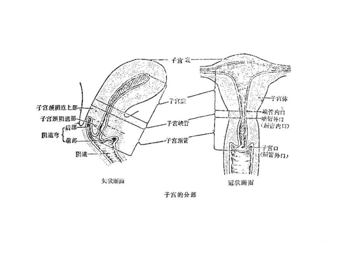 子宫四对韧带的解剖图图片