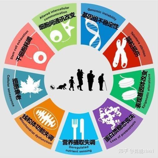 衰老并非不可摆脱的宿命,它是可以被干预的! - 知乎