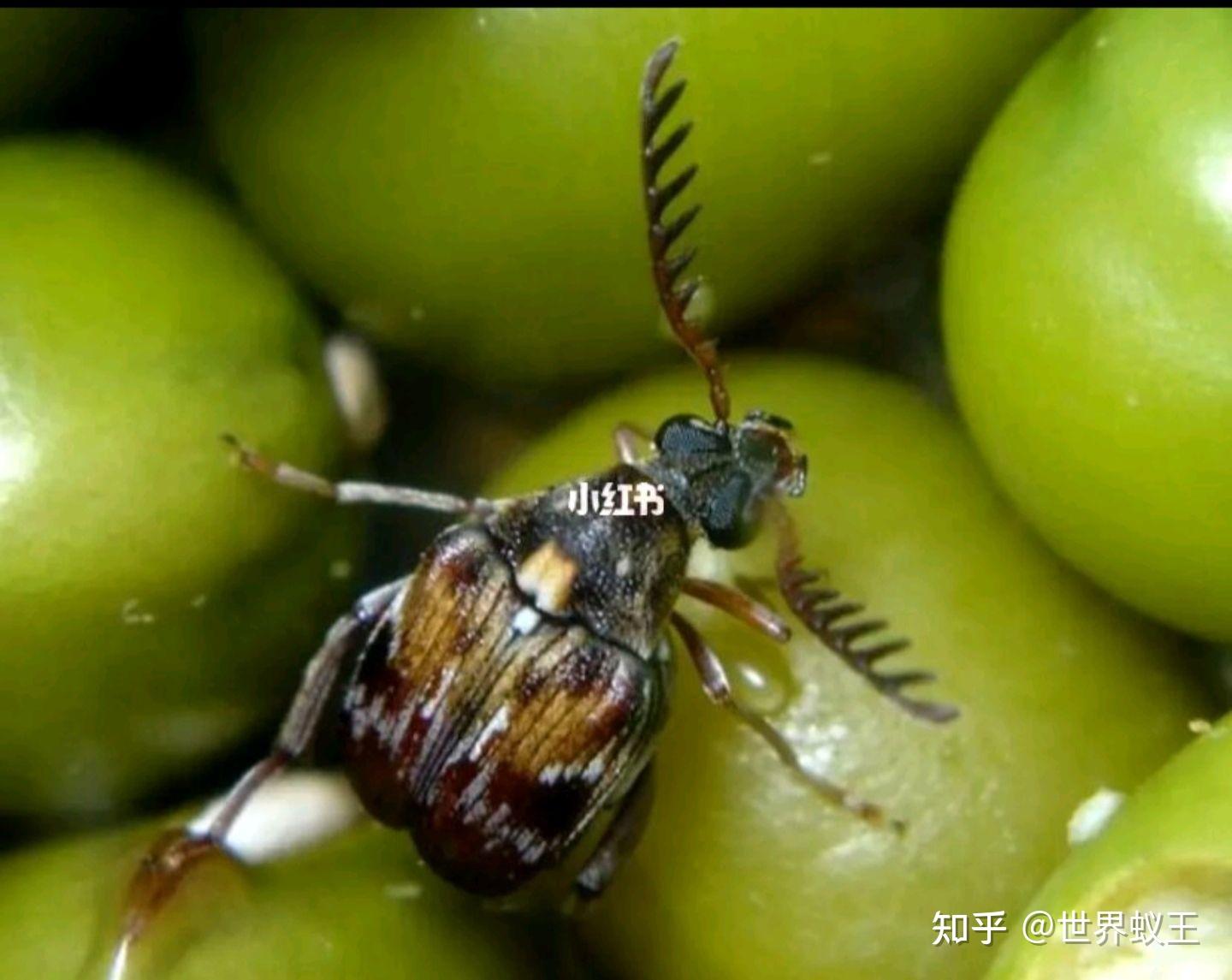 问一下这个是什么虫子,我怀疑这个是跳蚤又不太像? - 知乎
