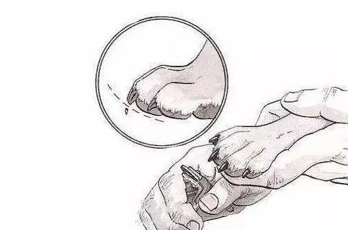 v2-64ee5bcd8da4fc8a803eca5fccc43473_1440w.jpg?source=172ae18b