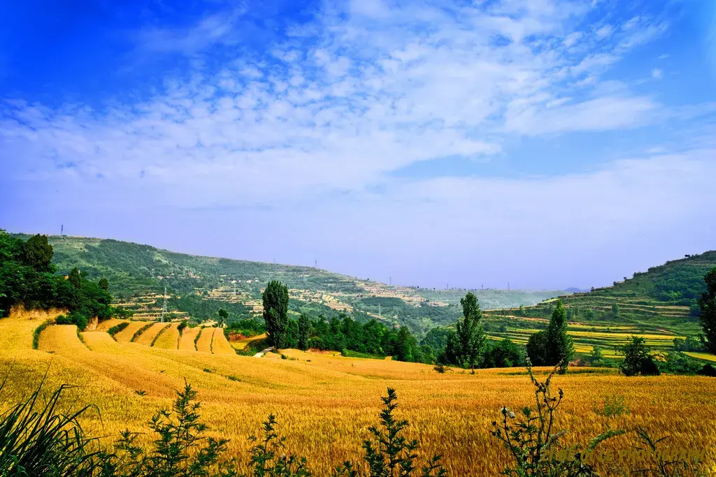 古代麦收时节为何叫麦秋而不叫麦夏或夏收