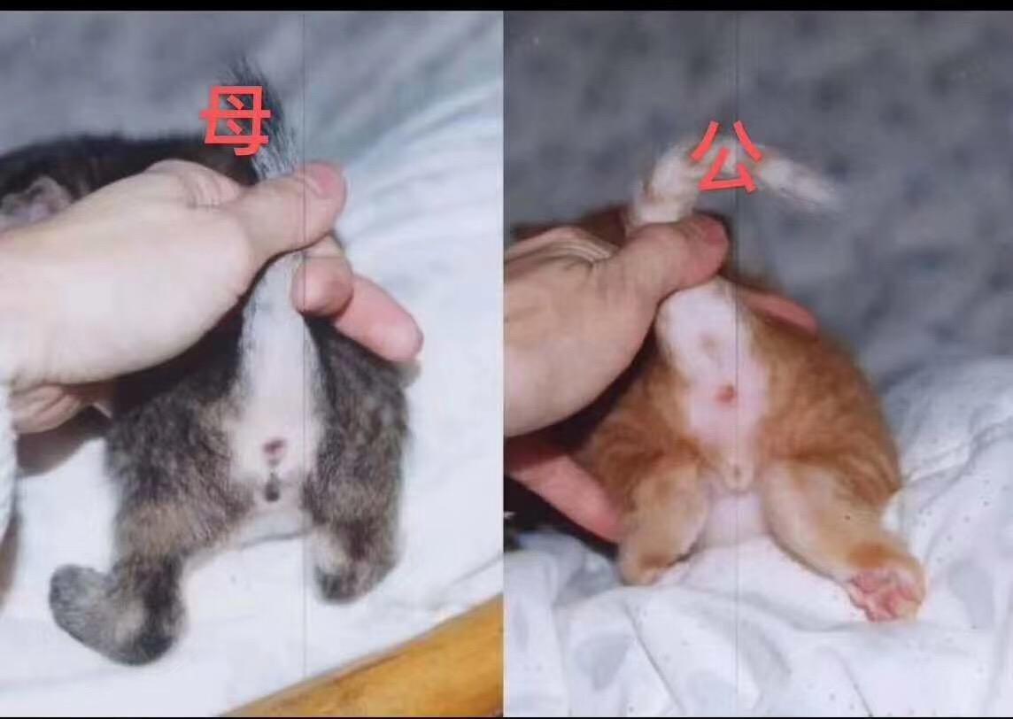 如何区分公母猫图片