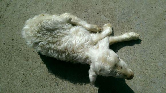 羊瘫软是什么原因怎么办