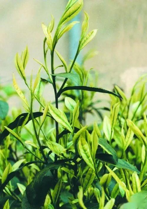 纸山箐——临沧茶区好喝不贵的神秘古树 - 知乎