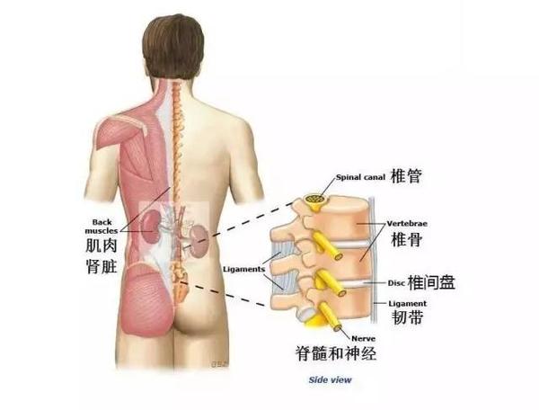 教你如何自我辨别9种腰痛原因 知乎