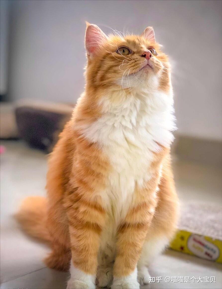 中华田园橘猫